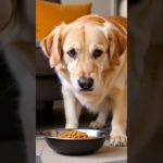 Dog vs Cat 😂 Funniest Pet Moments Ever