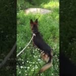 Dogs for Sale 🐾 || #pet #animal #youtubeshorts #shorts #india | Insta :happytailspetshop0