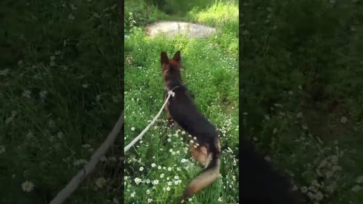 Dogs for Sale 🐾 || #pet #animal #youtubeshorts #shorts #india | Insta :happytailspetshop0