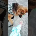 Ek dum se nahi phata #gsds #prakritipluspet #funny #viral #dog #pet