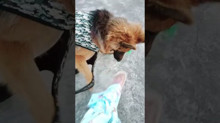 Ek dum se nahi phata #gsds #prakritipluspet #funny #viral #dog #pet