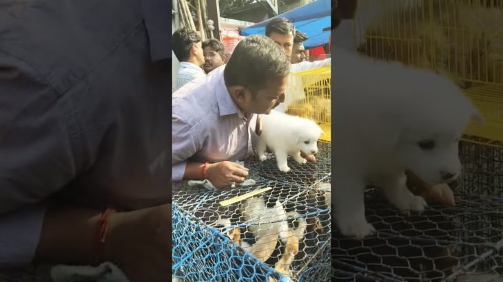 Exploring the mind-blowing Galiff Street pet market! 🐶Lowest price.#puppy #dog #cat #kolkata #shorts