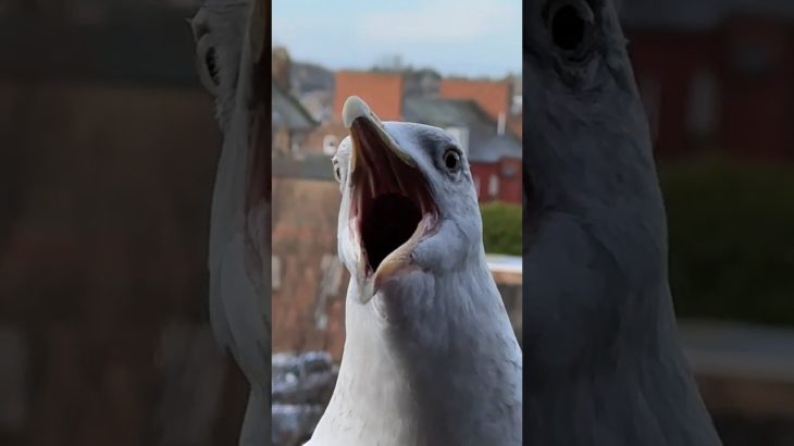 Filling My Pet Seagulls Endless Appetite!