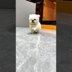 Finally got a pet #shorts