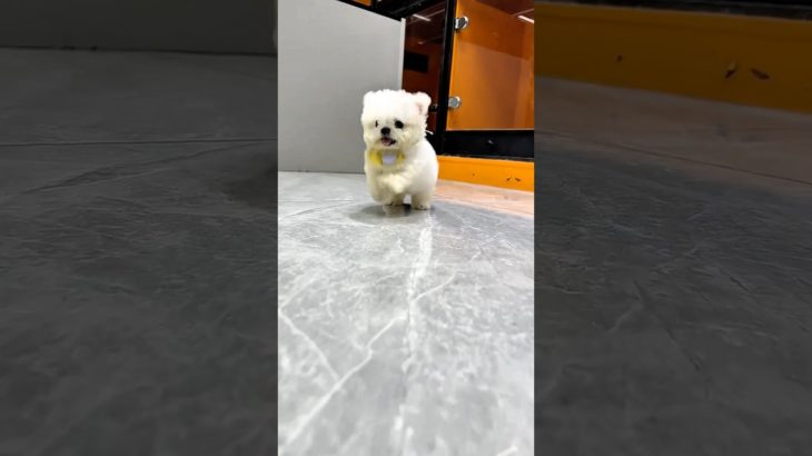 Finally got a pet #shorts