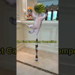 First cute Cat Racing Competition. #exlittlebeans #funnycats #funnyvideo