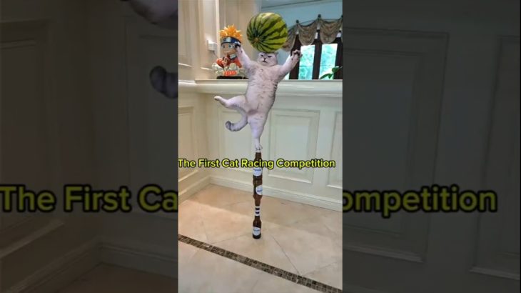 First cute Cat Racing Competition. #exlittlebeans #funnycats #funnyvideo