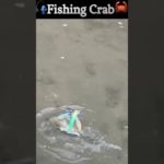 🦀カニ釣り🎣Fishing Crab#fishing#crab