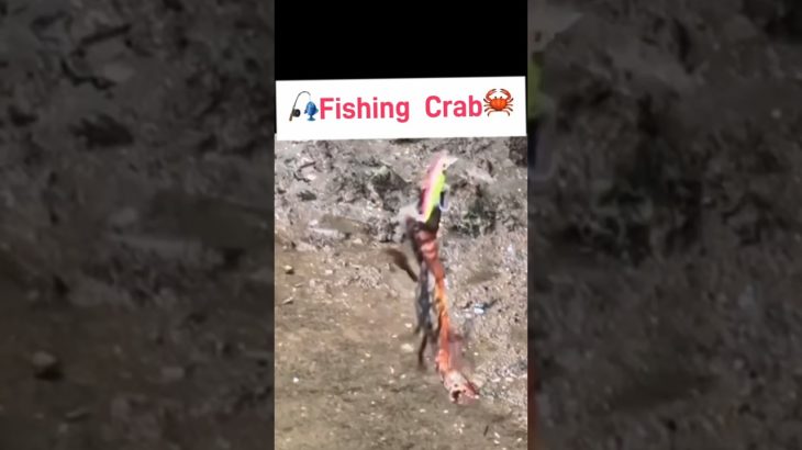 🦀カニ釣り🎣FishingCrab#fishing#crab