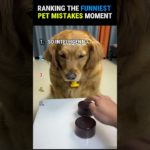 Funniest Pet Mistakes Ranked! 😂🐾| #Shorts