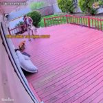 Funniest Pet Showdown Ever 😂