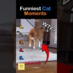 Funny Cat & Cute Kitten Moments😻 #shorts #funny #pet #cat #foryou #viral #viralvideo