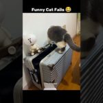 Funny Cat Fails 😹 | Cats Being Cats | Viral Pet Shorts