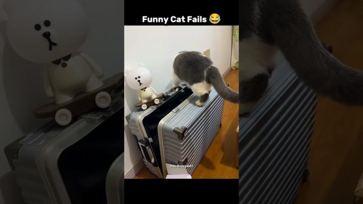 Funny Cat Fails 😹 | Cats Being Cats | Viral Pet Shorts