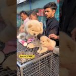 GALLIFSTREET pet market/dog market Kolkata |#ytviralshorts #ytshort #gallifstreet #dogbreed #pets