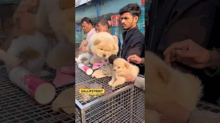GALLIFSTREET pet market/dog market Kolkata |#ytviralshorts #ytshort #gallifstreet #dogbreed #pets