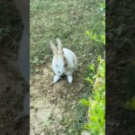 Garden m chordia🥰 #viralvideo #pet #vlog #youtubeshorts #shortsviral #shortvideo