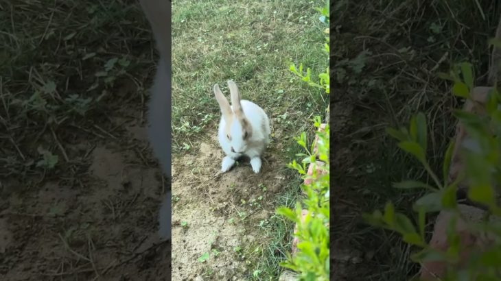 Garden m chordia🥰 #viralvideo #pet #vlog #youtubeshorts #shortsviral #shortvideo