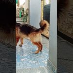 German shepherd most popular breed hai | Rocky #prakritipluspet #gsd #trending #viral #pet #shorts