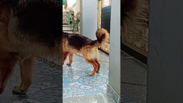 German shepherd most popular breed hai | Rocky #prakritipluspet #gsd #trending #viral #pet #shorts