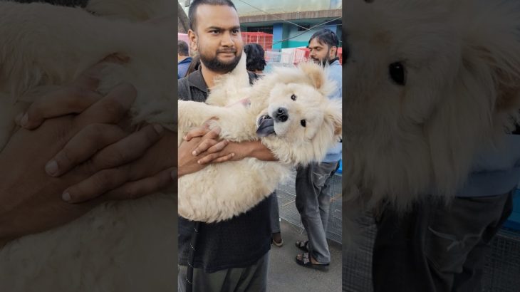 Giant Chow Chow ❤️🔥| Galiff Street Pet Market #dog #shorts #pets #tranding #chowchow
