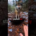Grandma’s Pet Wolf Ran Away Into the Forest! 💔💔 #animals #shorts #animalrescue