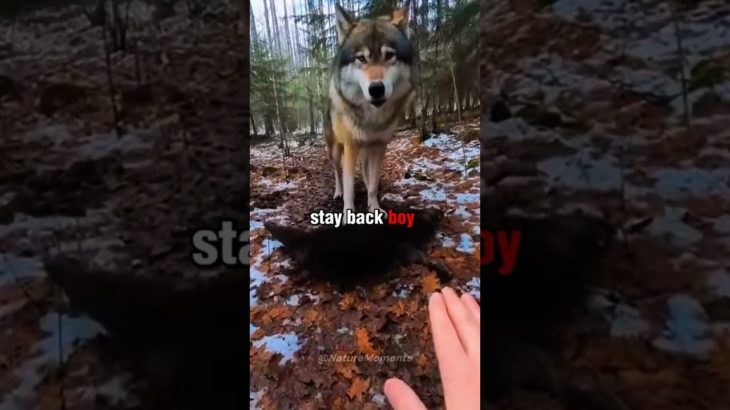 Grandma’s Pet Wolf Ran Away Into the Forest! 💔💔 #animals #shorts #animalrescue