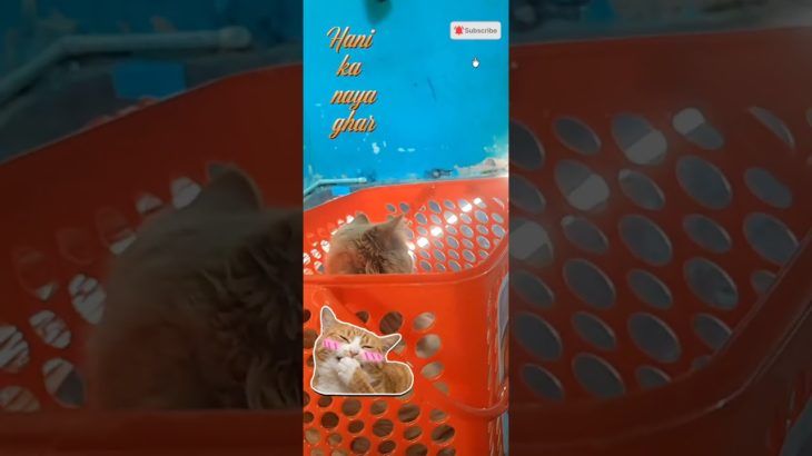 Hani ka naya gana #funny #funny_cats #funny_videos #cat #pets #cooking #ペット