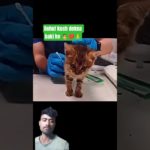 Heartbreaking Rescue: From Near Death to Loved Pet | Abandoned Kitten’s Emotional Journy #cat