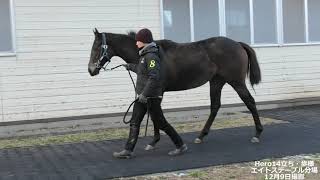 Hero14(牝1歳  インカンテーションxローマンビューティ)の立ち・歩様