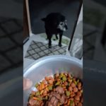 Hora dá janta #pet #cute #funny #shortvideo .