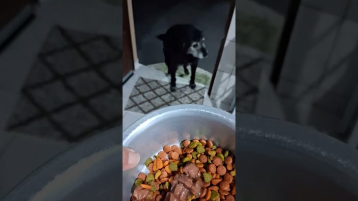 Hora dá janta #pet #cute #funny #shortvideo .