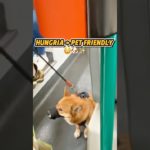 Hungria: o país mais pet friendly que já visitei 🐶