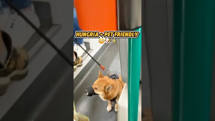 Hungria: o país mais pet friendly que já visitei 🐶