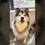 I m dying of laughter Hahahaha #Alaska#Cute pets#The cute pet has become a monster. The cu