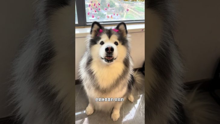 I m dying of laughter Hahahaha #Alaska#Cute pets#The cute pet has become a monster. The cu