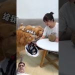 If Duoduo wants to live long, he must have an adorable pet as a spirit#dog #shorts