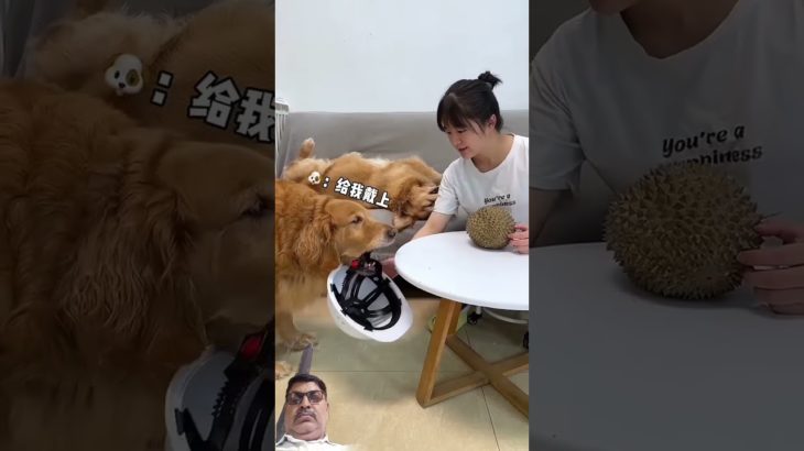 If Duoduo wants to live long, he must have an adorable pet as a spirit#dog #shorts