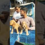 Inside Kolkata’s Secret Pet Market 😍Lowest  price …#dog #cats #kolkata #puppies #shorts #dogs