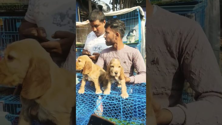 Inside Kolkata’s Secret Pet Market 😍Lowest  price …#dog #cats #kolkata #puppies #shorts #dogs
