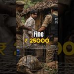 Keeping This Animal as a Pet Can Send You to JAIL 😳 #shorts