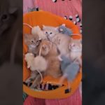 Kittens 🐾 || #pet #animal #youtubeshorts #shorts #india | Insta :happytailspetshop0