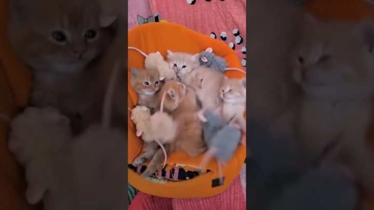 Kittens 🐾 || #pet #animal #youtubeshorts #shorts #india | Insta :happytailspetshop0