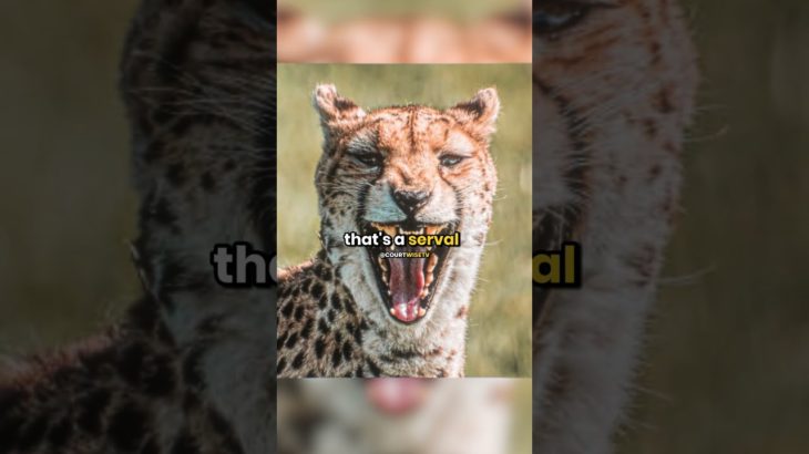 Landlord Mom Gets Attacked by Daughter’s Pet 😱