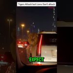 Lions are easy to be pet #pranicharge #facts #lions #tiger