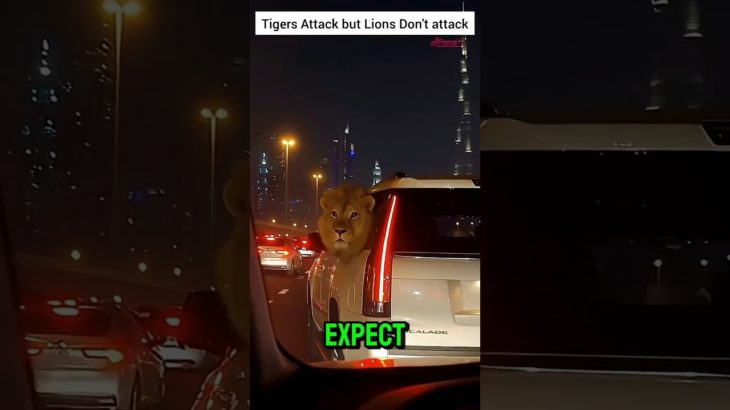 Lions are easy to be pet #pranicharge #facts #lions #tiger