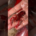 Lobster 🦞 le liye #lobster #fish #petsmoon #pet #aquarium #vlog #minivlog #shorts #crab #petsvlog