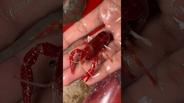 Lobster 🦞 le liye #lobster #fish #petsmoon #pet #aquarium #vlog #minivlog #shorts #crab #petsvlog