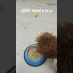 एहसान फरामोश Maxll😄 #begumpurkamax #toypuddle #short #ytshort #funny #shortsfeed #viral #pet #animal