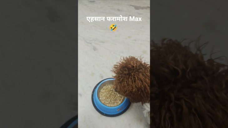 एहसान फरामोश Maxll😄 #begumpurkamax #toypuddle #short #ytshort #funny #shortsfeed #viral #pet #animal